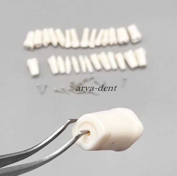 Dental Teeth Model Typodont Removable Screw-in Resin Practice Tooth Teaching
