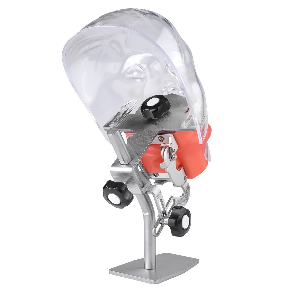 Dental Training Simulator Manikin Phantom Head Model 28 Teeth Put on Desk Table