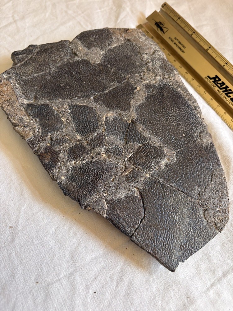 Fossilized Turtle Shell Fragment- Montana Find 9” Carapace Section -Repaired