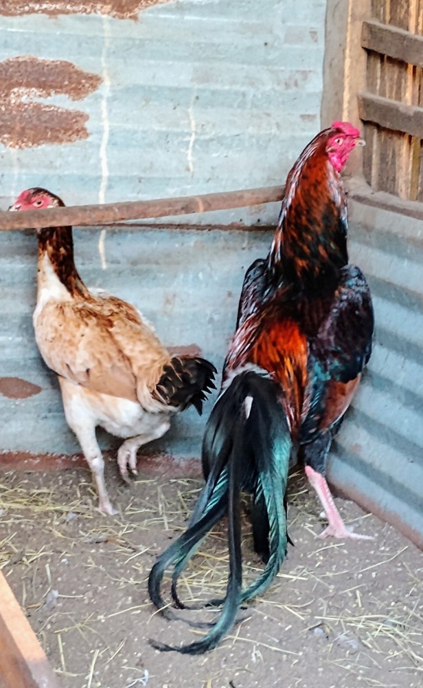 6 Black and Red longtail Chicken hatching eggs L@@K!