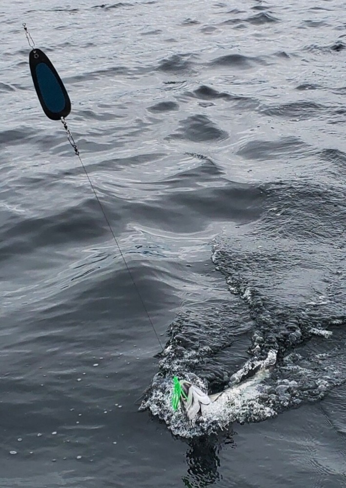 Salmon Dodger (7-inch): “BLUE PRISM”