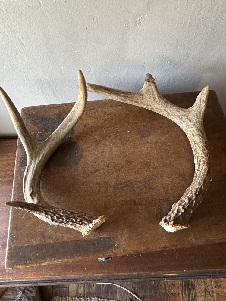 Whitetail Deer Antler Pair 7 Points Total Antlers