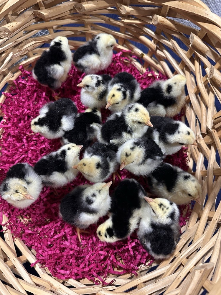 6+ Exchequer Leghorn Hatching Eggs