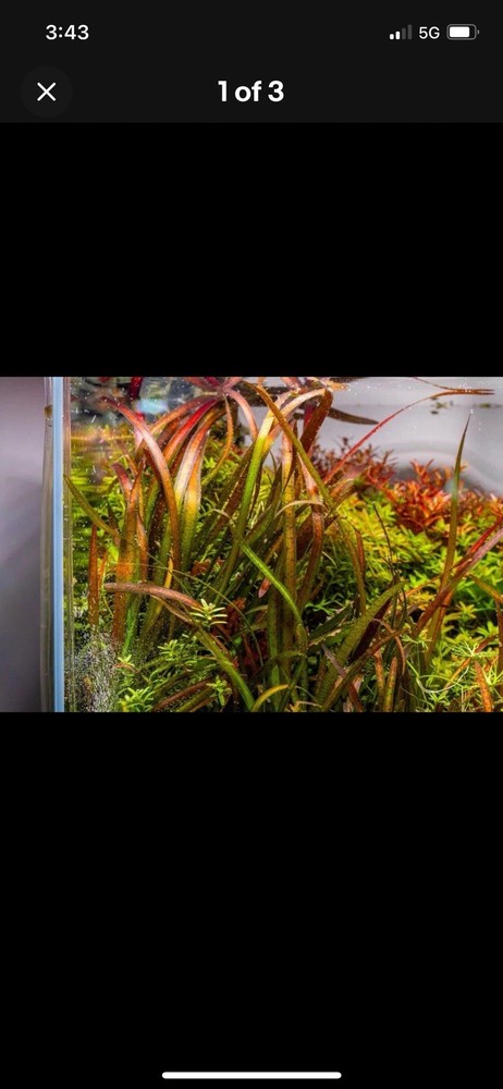 Jungle Vallisneria For Pond Or Aquarium