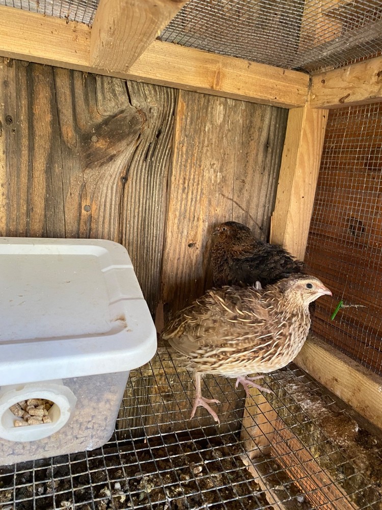 12 Jumbo Celadon 'True Blue' Coturnix Quail Eggs for Hatching