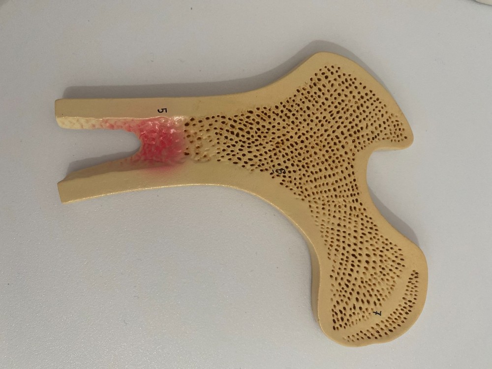 Anatomical Human Bone Structure Model - Medical Anatomy
