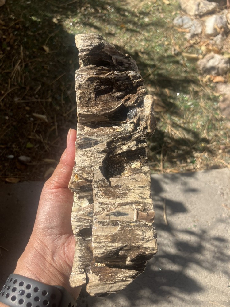 Cypress Petrified Wood (NM)