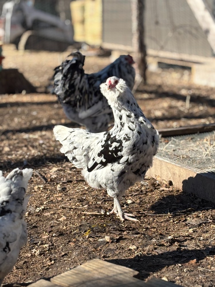 ermine ameraucana hatching eggs 12 pack