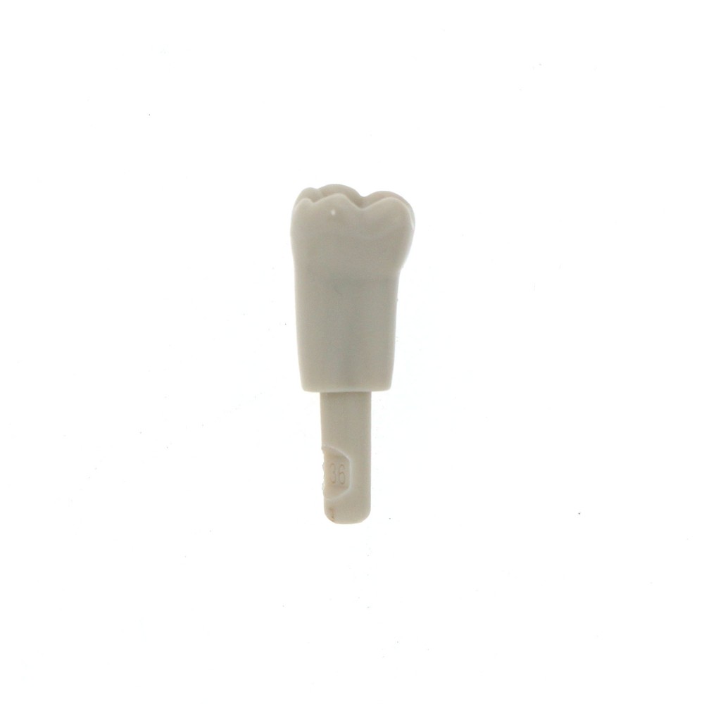 Dental 32 Pcs Tooth Model fit for KaVo Basic Model Teeth Retention Mechanism