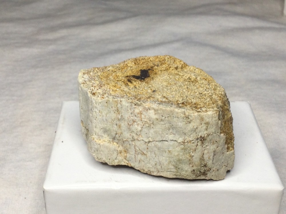 Sauropod dinosaur partial vertebrae/ centrum fossil