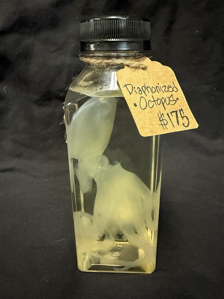 Diaphonized Octopus Specimen in Clear Preservative Jar Unique Display Science