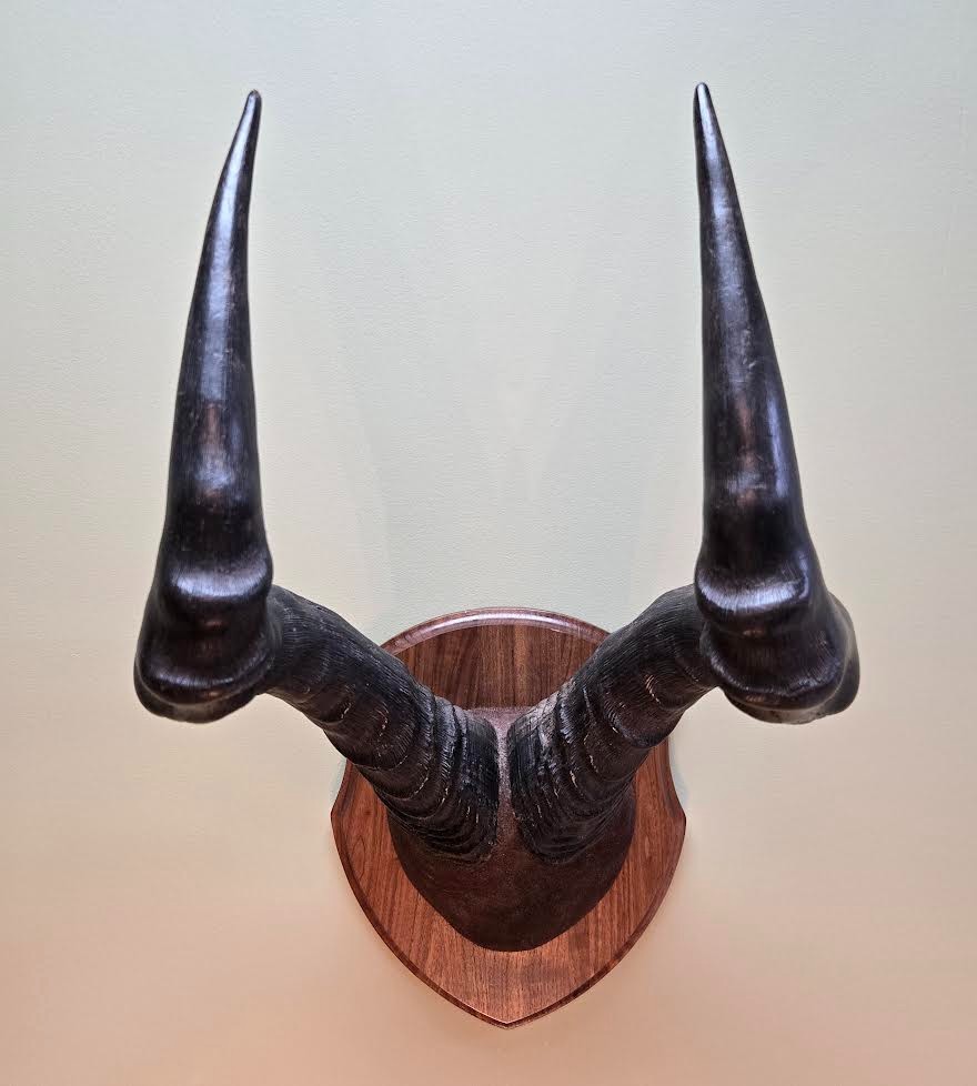Red Hartebeest Plaque Mounted Horns