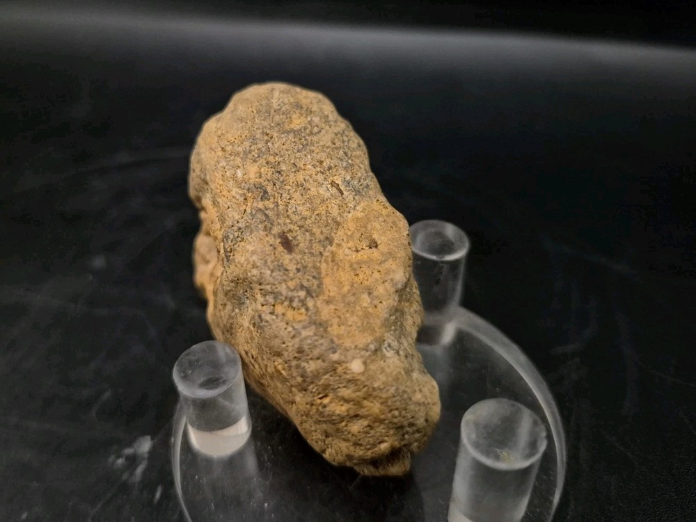 Sauropod Skull Fossil 🦕