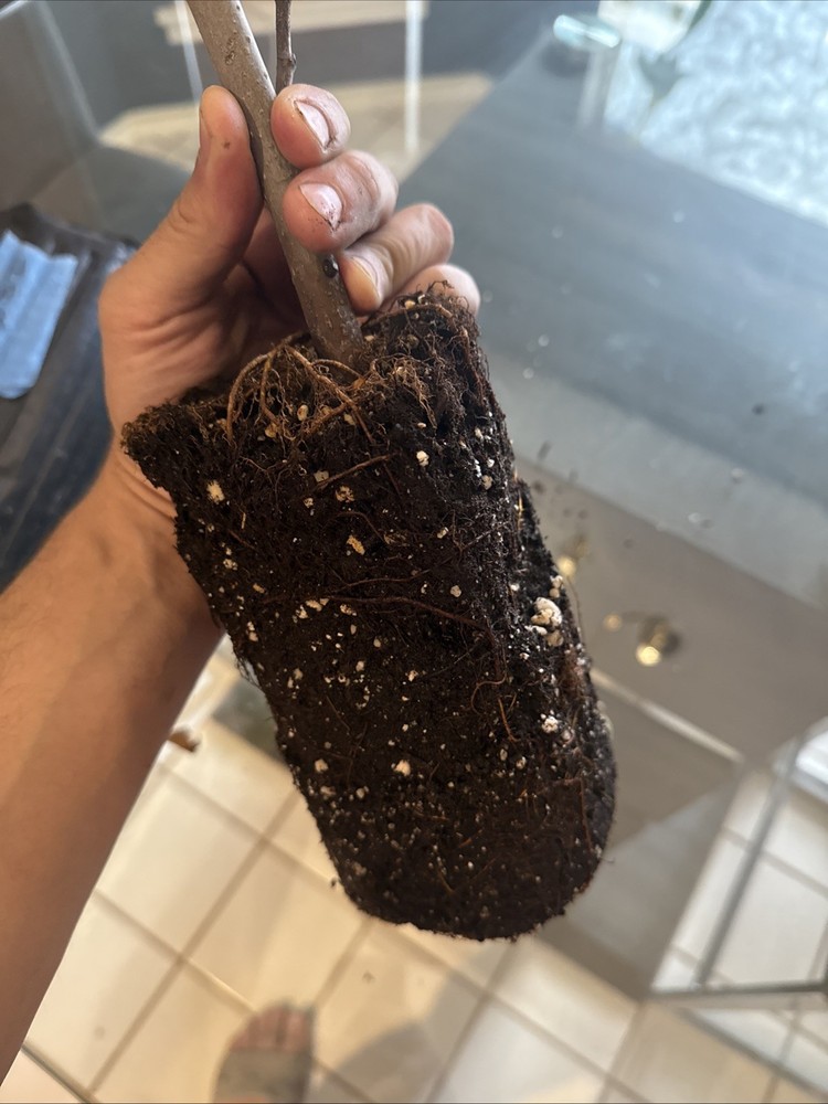 Chicago Hardy Fig Tree