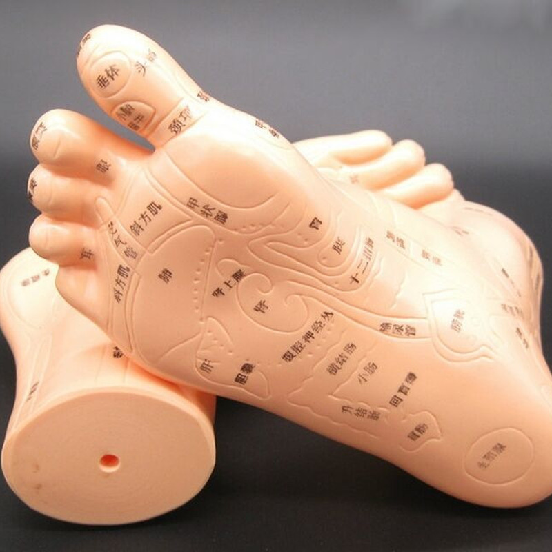 Traditional Human Acupuncture Learning Model Ear Hand Foot Teaching Model Tool