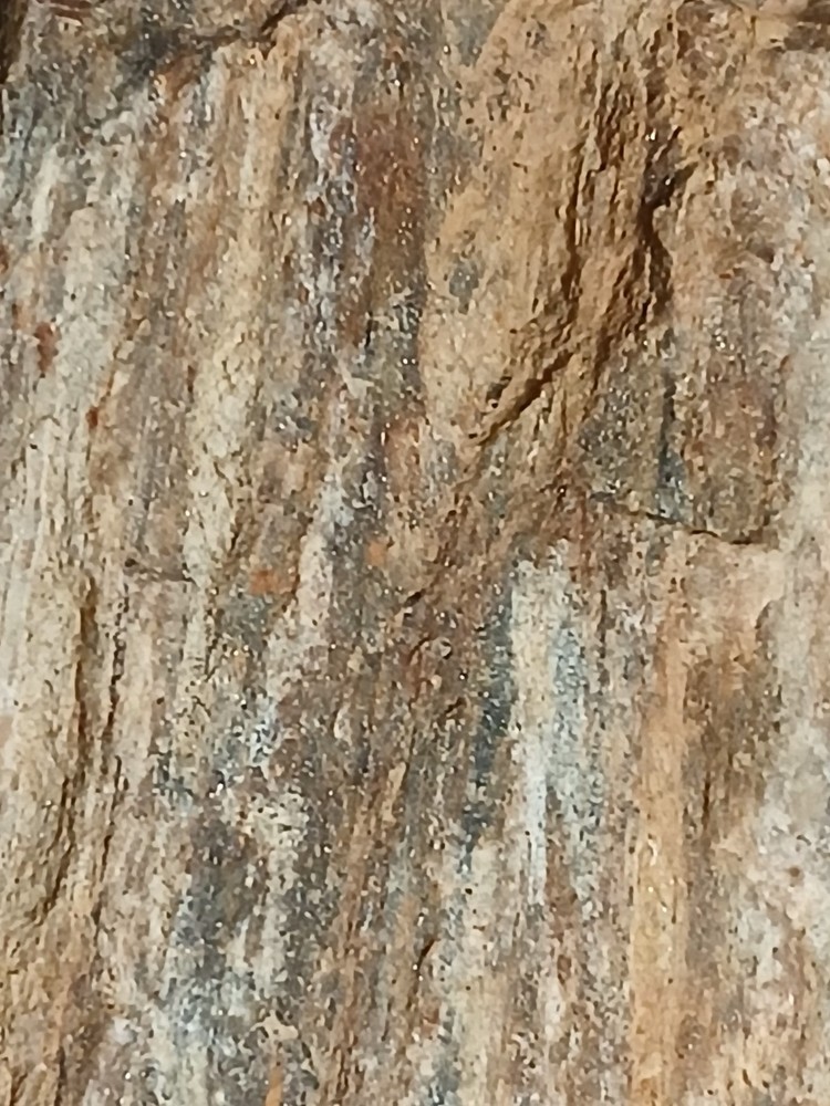Fossilized, wood that contains gold