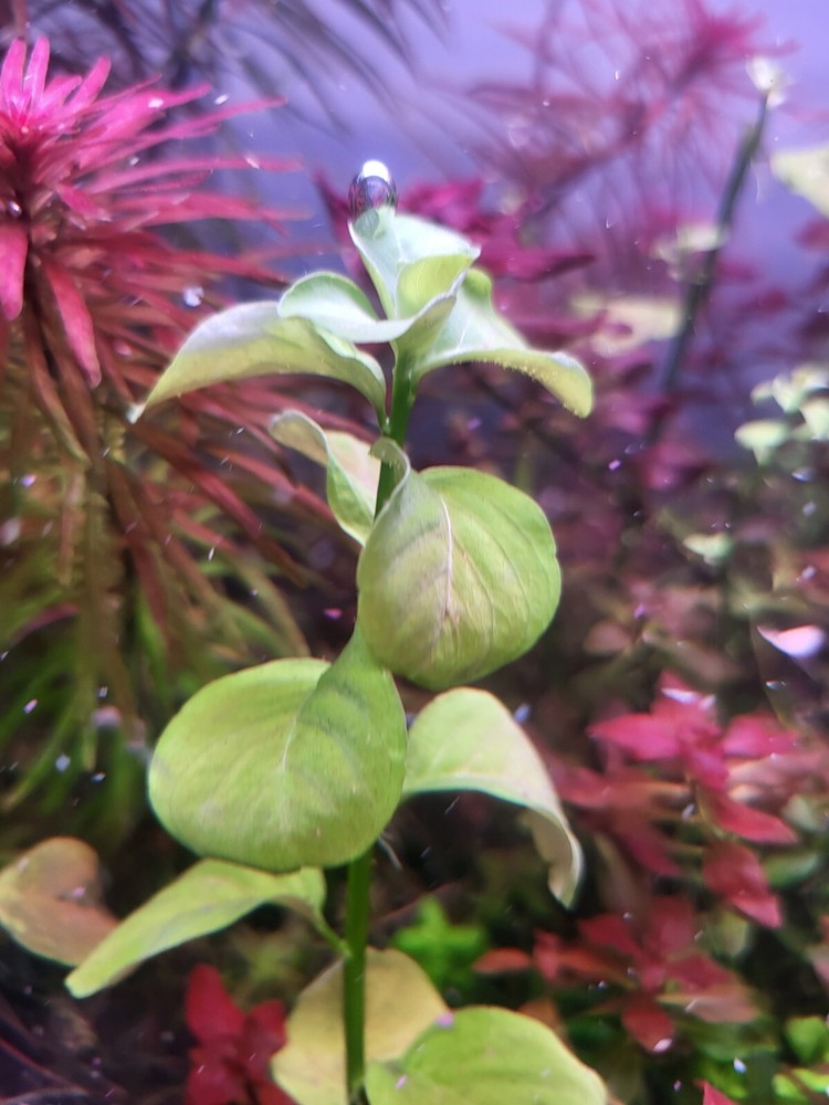 Mattogrossense Grosso 2x