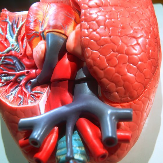 Digestive Aid - PROBIOTIC COMPLEX - Friendly Bacteria 1 Bottle 60 Capsules