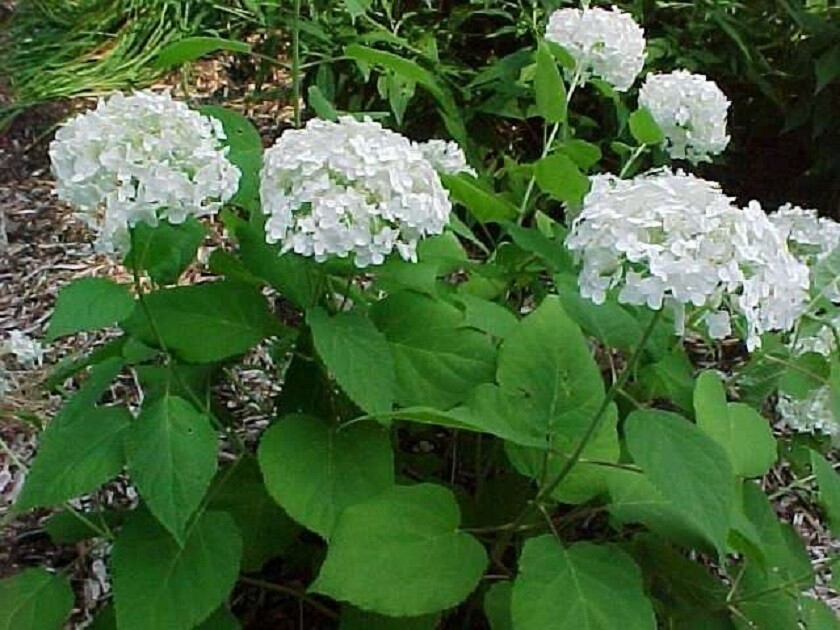 HYDRANGEA - MISCELLANEOUS VARIETIES- LOST TAG - STARTER PLANT