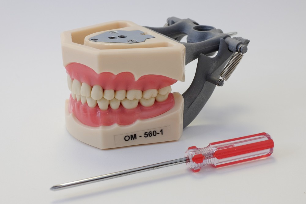Dental Anatomy Typodont Educational Model 560 Removable Teeth NBDE NERB ADEX