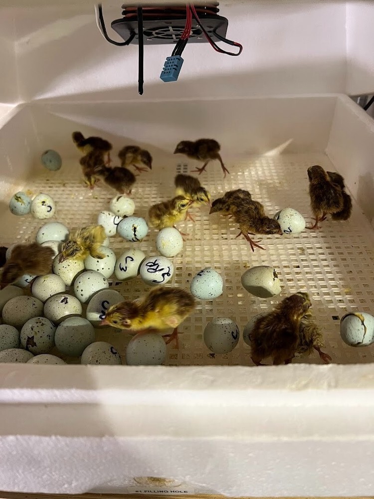 20+ Celadon Blue Quail Mix Jumbo Hatching Eggs, NPIP & PT Tested