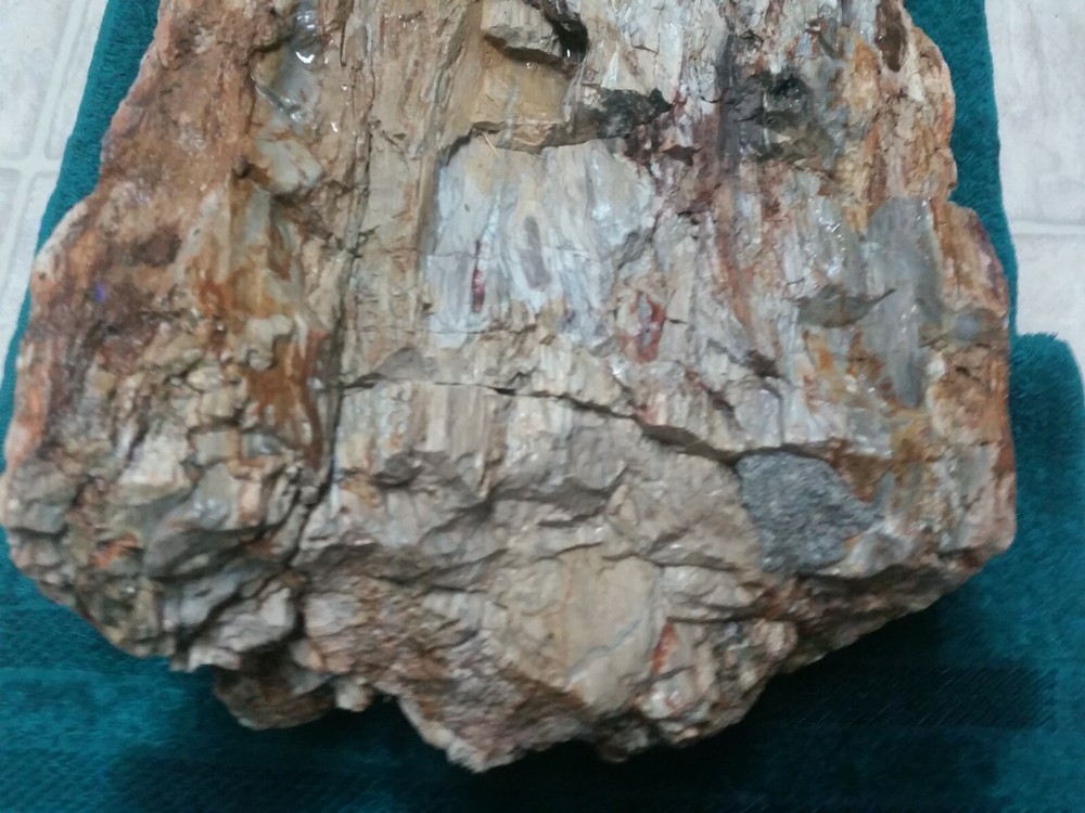 Petrified Jurassic Conifer Half Colorado
