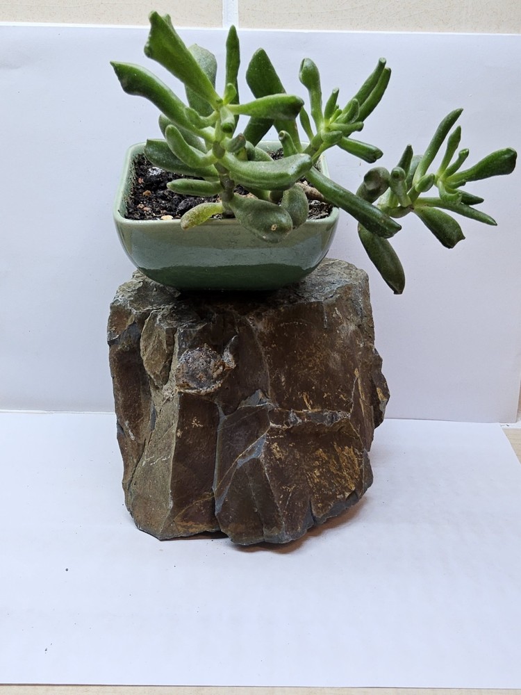 🪷 stunning slate Stone suitable for micro landscape,terrarium design