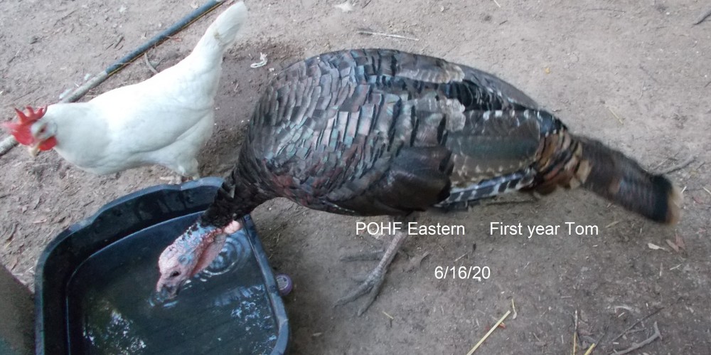 6 Eastern Turkey eggs. Shipped as available. Shipping now!