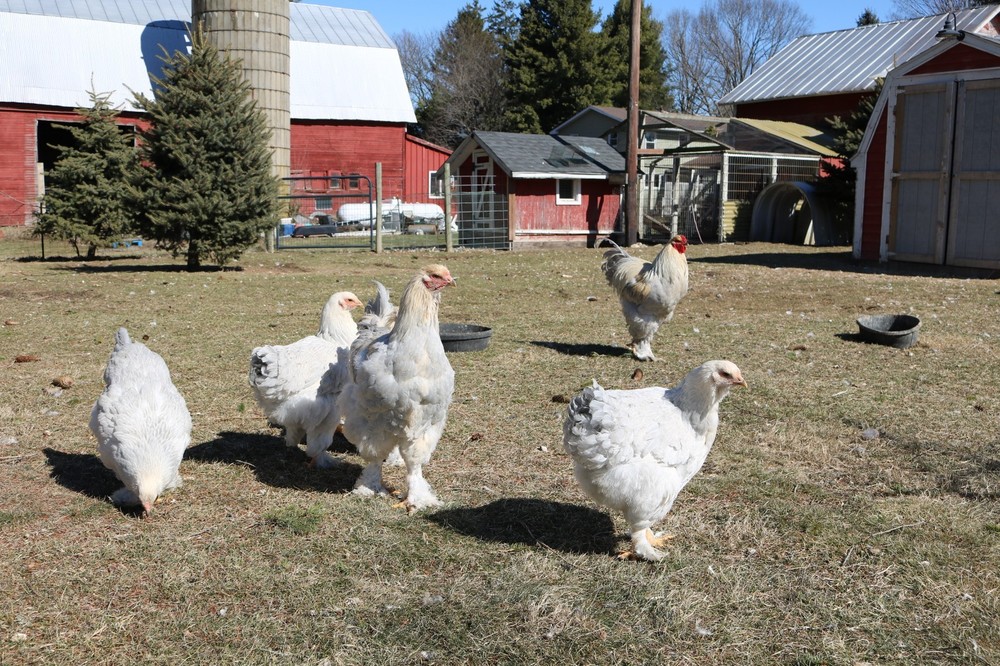 6+ Isabel Large Breed Brahma Hatching Eggs