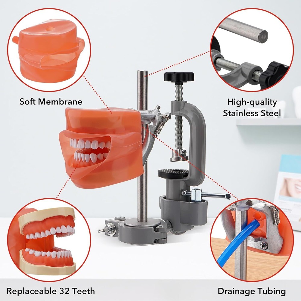 US Dental Typodont Mounting Pole & 32 Removable Teeth Model Set - 360° Rotating