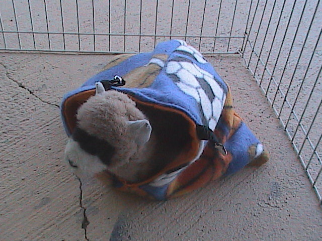 Ferret Corner Sack - Sports Pattern