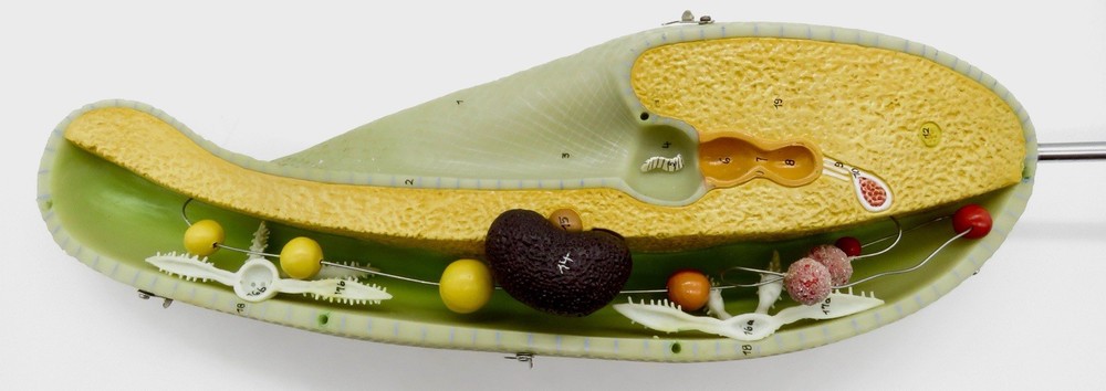 Somso Zos 107 Paramecium Model
