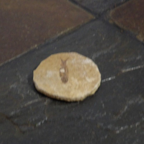 Stone Fish Fossil