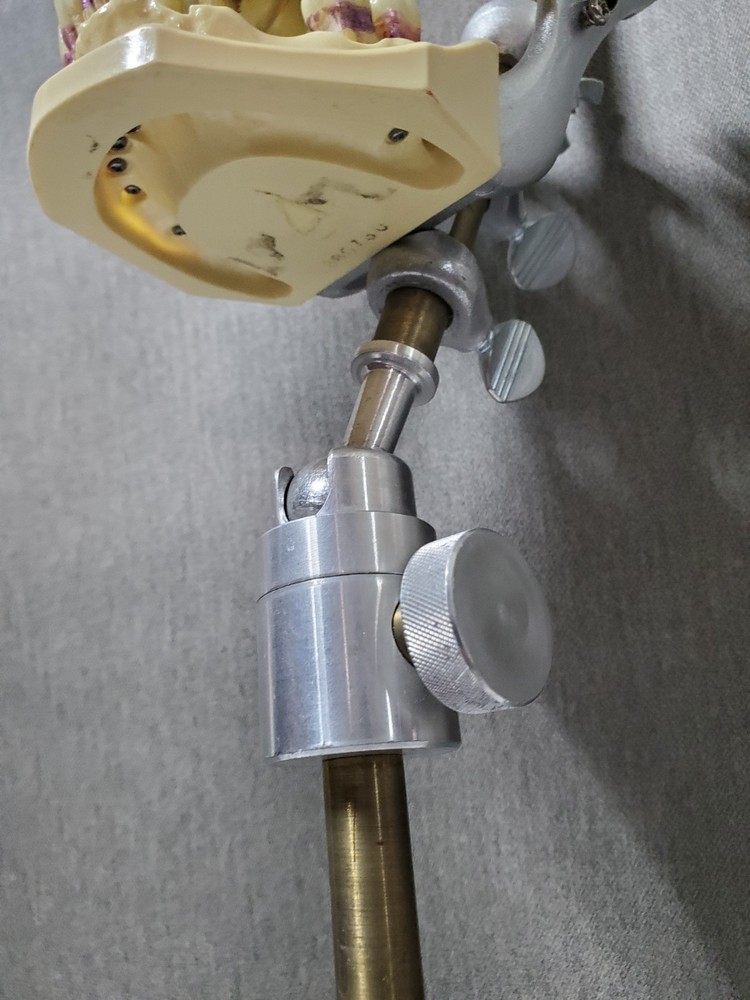 Mounted Dental Typodont Model And Mounting Pole