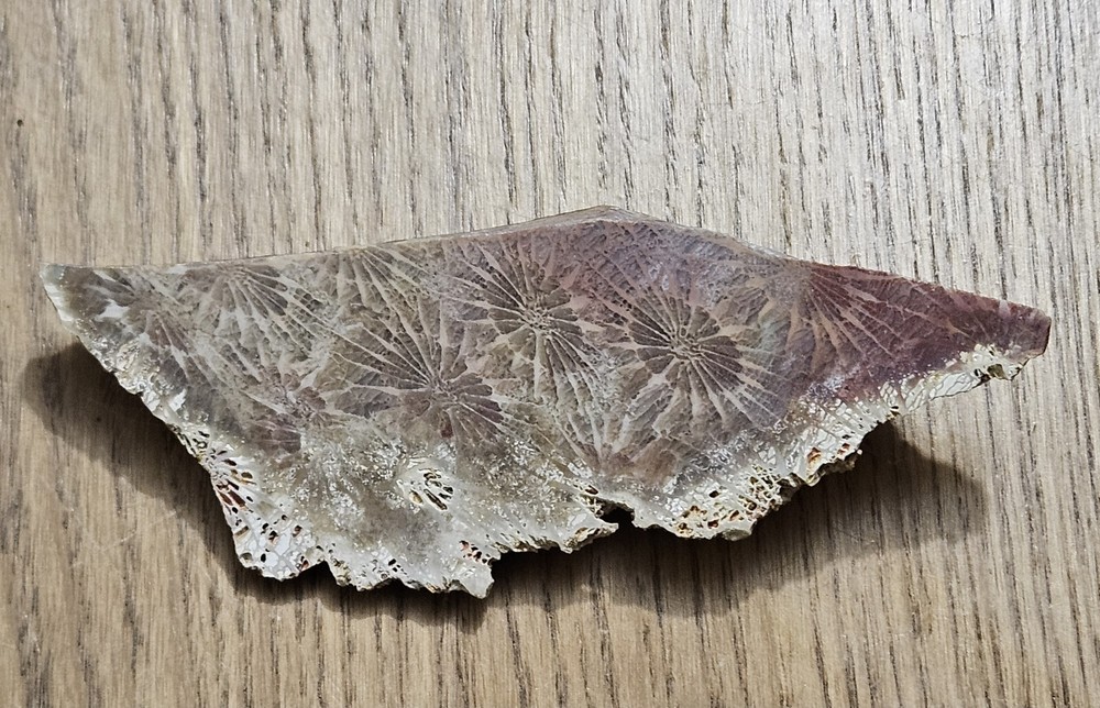 Fossized Coral Lapidary Slab 78 Grams