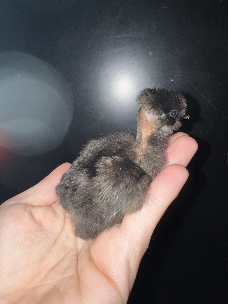 10 “Who’s Your Daddy?” RAINBOW Hatching Chicken Eggs 🤍🌈