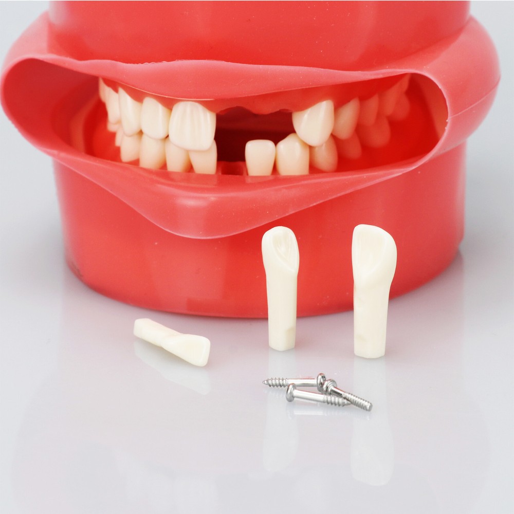 Dental Phantom Head Model Silicone Mask 28Pcs Screw Fixed Teeth Simulation Model