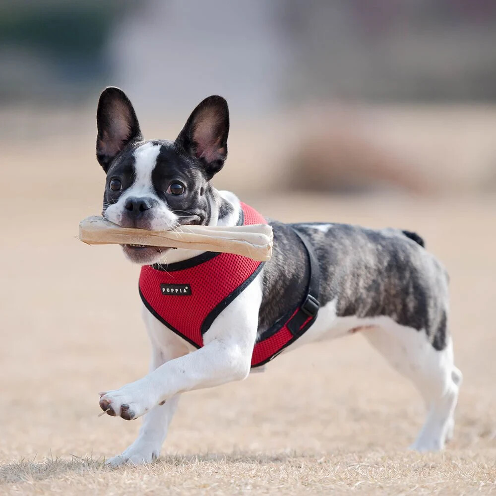 Puppia Soft Over-the-Head Harness for Small / Medium size dogs