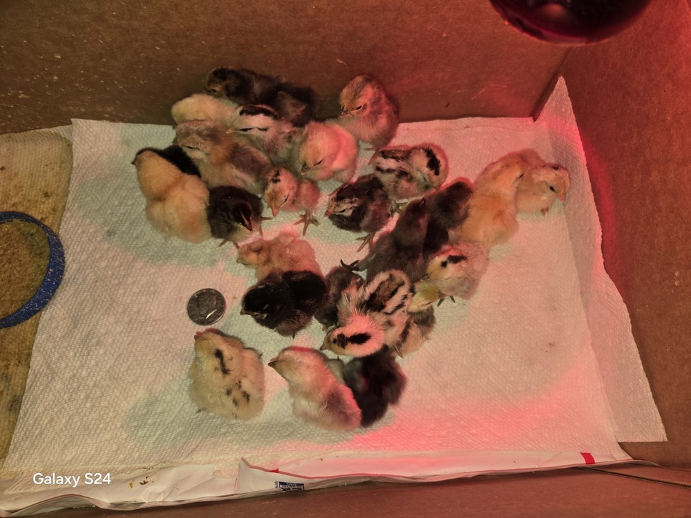 6++ Extreme Malaysian Serama Chicken Hatching Eggs (micro)