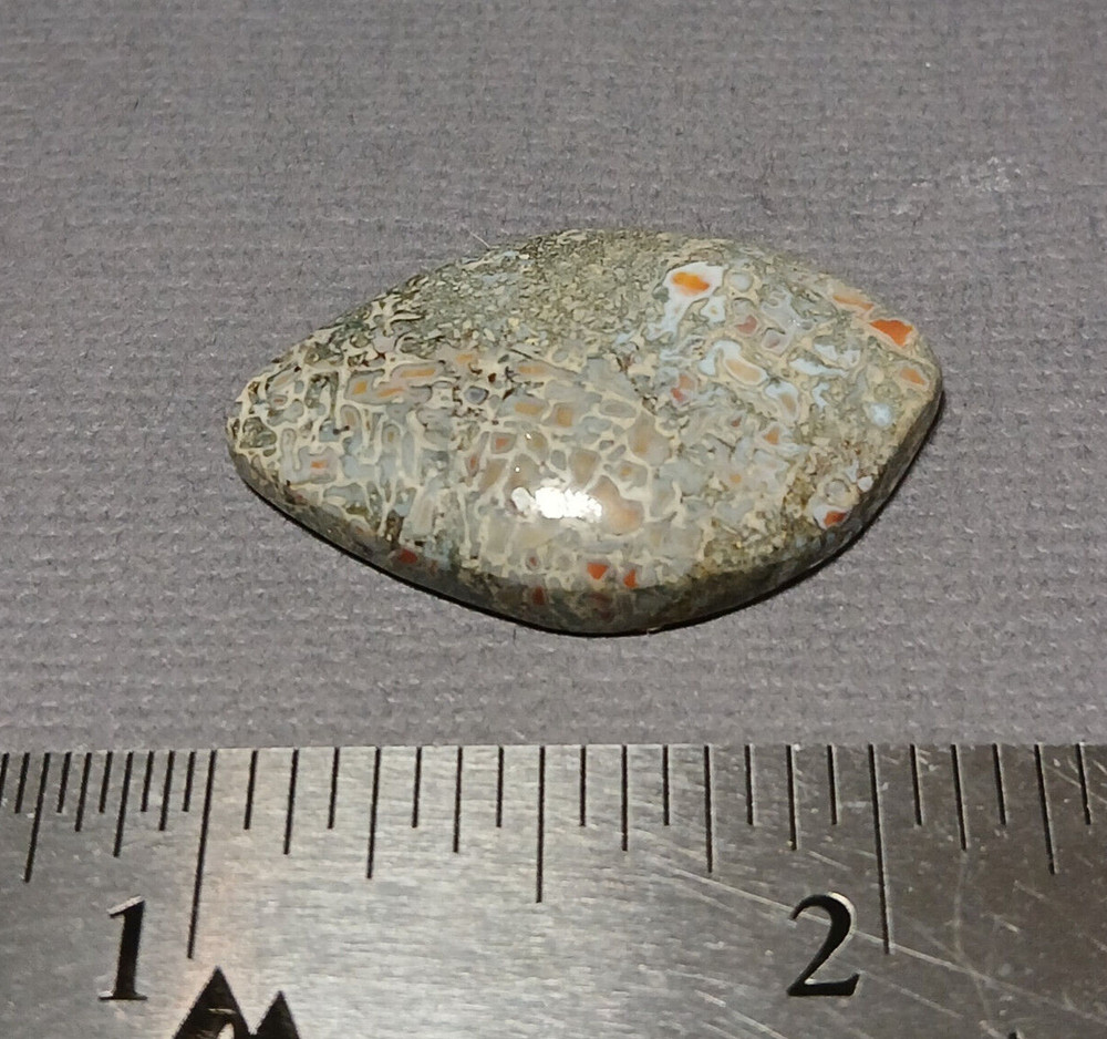 Dinosaur Bone Cabochon - Greenish Cells
