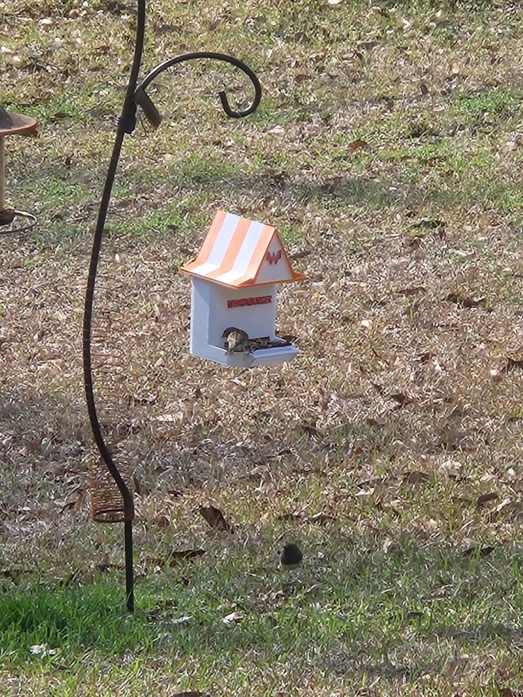 Whataburger Bird Feeder