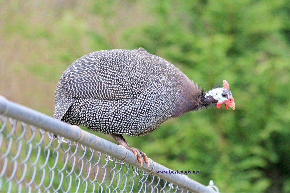 10+ Pearl Guinea Fowl Hatching Eggs