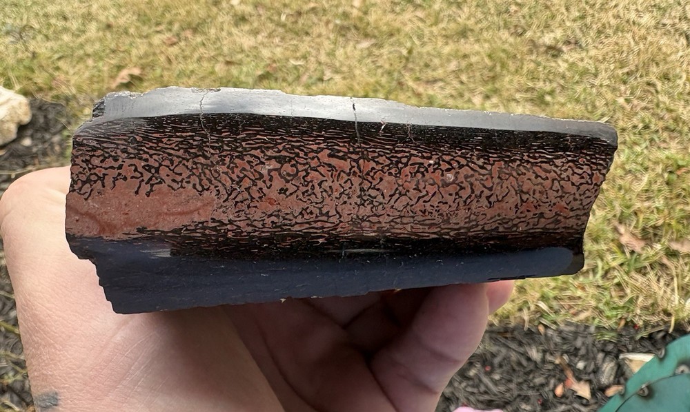 Polished Dinosaur Dino Gem Bone Fossil 24.6oz
