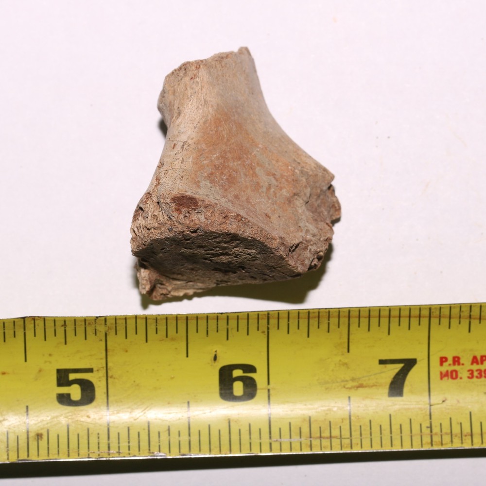 Vertebra Process - Dinosaur Fossil Authentic Cretaceous Hell Creek Formation