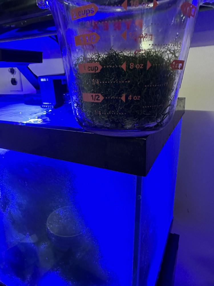 1 Cup of Chaetomorpha Macro Algae Chaeto nutrient Export