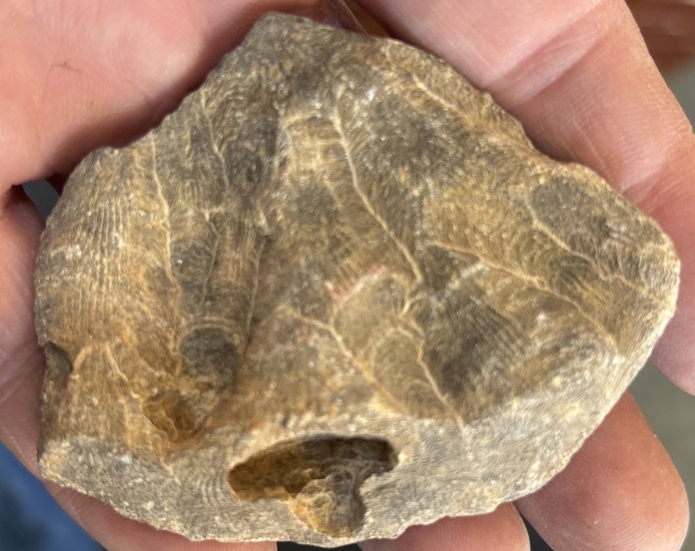 Petrified Coral End Polished