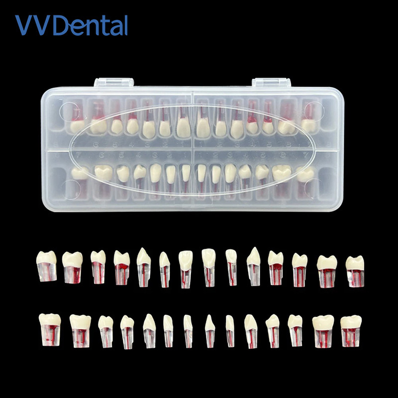 Dental Endodontic Teeth Model Root Canal Practice Typodont Teeth Model 28Pcs