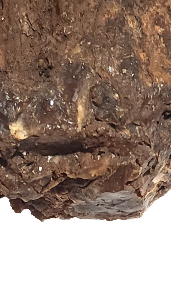 Agatized Petrified Wood Unique Specimen Rock Agate Inclusions