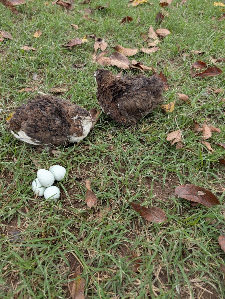 celadon quail hatching eggs 50ct True Blue