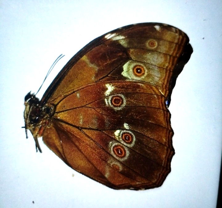 morpho  menelaus  unmounted,
